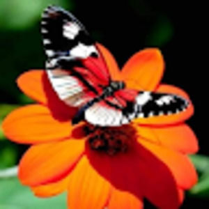 Meet your Posher, Ines